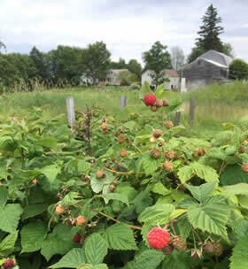 Close-up view of wild red raspberry bushes surrounded by green fields with a house, barns and trees in background