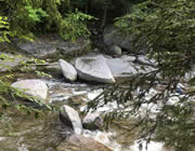Close-up view of large rocks in a stream surrounded by green trees