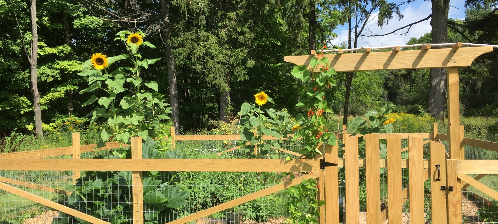 A pagoda style wood garden gate with sunflowers, and the woods beyond, on a sunny day.